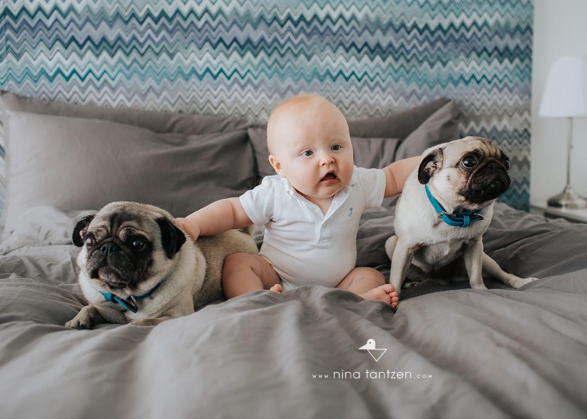 baby portraits with two dogs in singapore